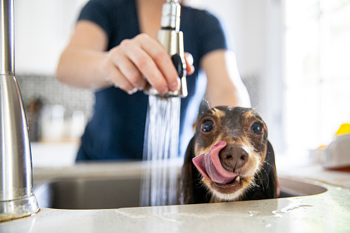how to groom a long haired dachshund
