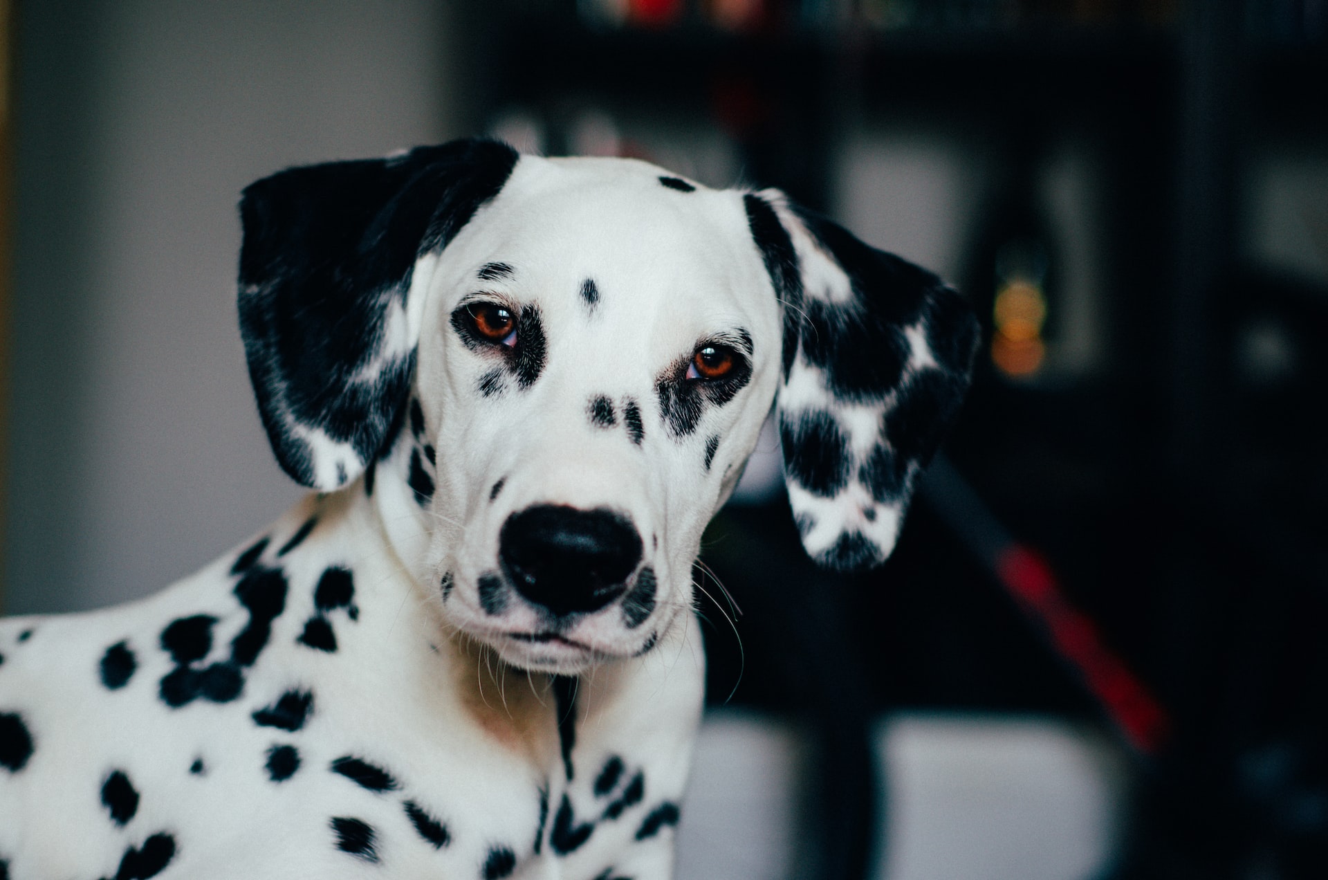 What Is the Lifespan of a Dalmatian?