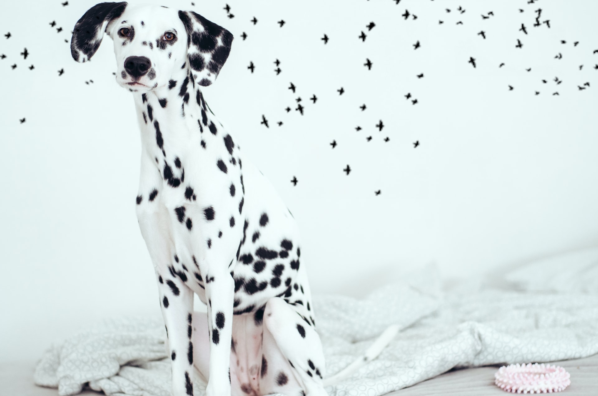 What Is the Lifespan of a Dalmatian