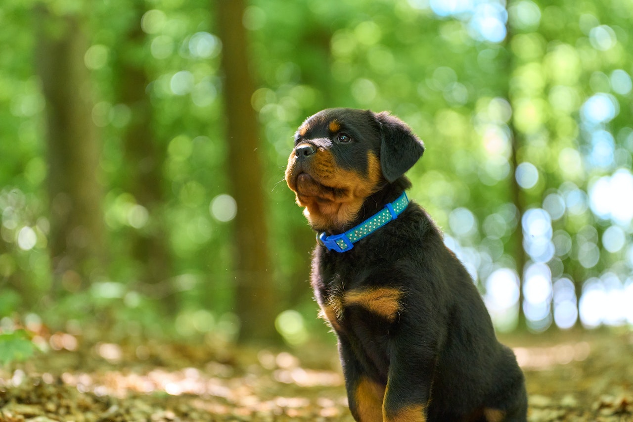 what does a rottweiler dog look like